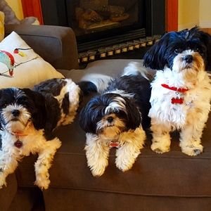 Meet your Posher, Cara